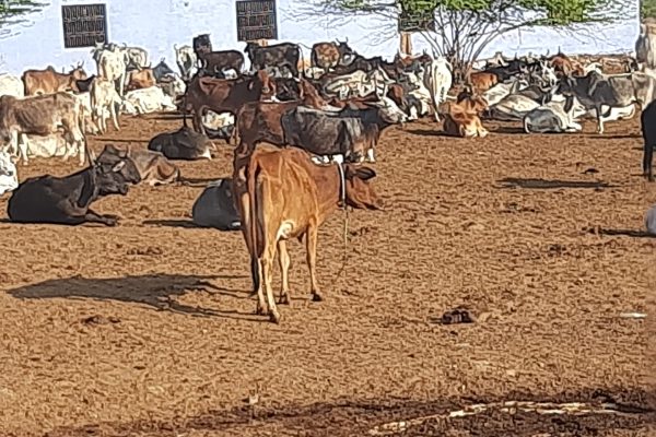 गौशाला के नाम पर नगर परिषद बानमोर हर माह हजारों रुपए डकार रही